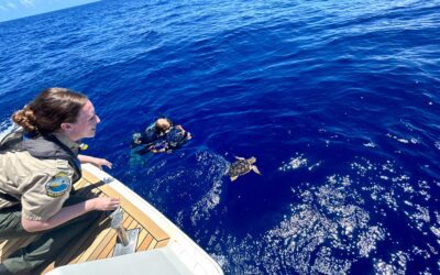 Two Loggerhead Sea Turtles Released by ANGARI Foundation, Friends of MacArthur Beach State Park, and the Florida Park service