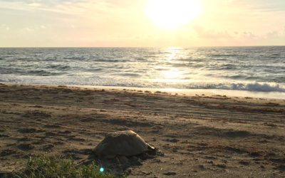 It’s turtle walk season: How you can see them lay their nests at north county beaches.