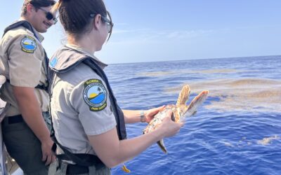 Two Loggerhead Sea Turtles Released by Friends of MacArthur Beach State Park, Florida Park Service, Marine Industries Association and ANGARI Foundation