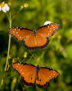 Gulf Fritillary