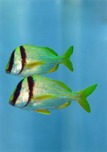 Fish on Guided Reef Tour